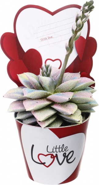 Растение комнатное Эхеверия мульти-цветная с картой лав d9/h10