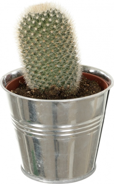 Растение Кактус в цинковом горшке 10x12 см