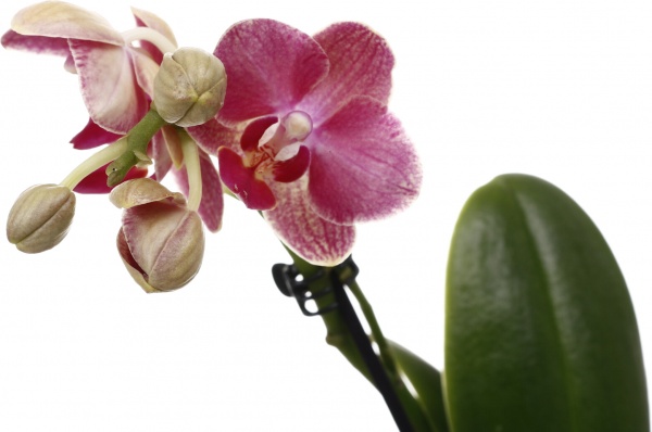 Рослина кімнатна Фаленопсис міні мікс 6х15 см в кераміці 1 стовбур