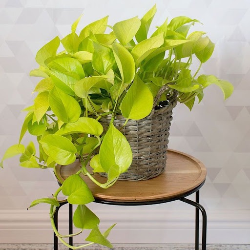 Рослина Епіпремнум Голден d12/h20