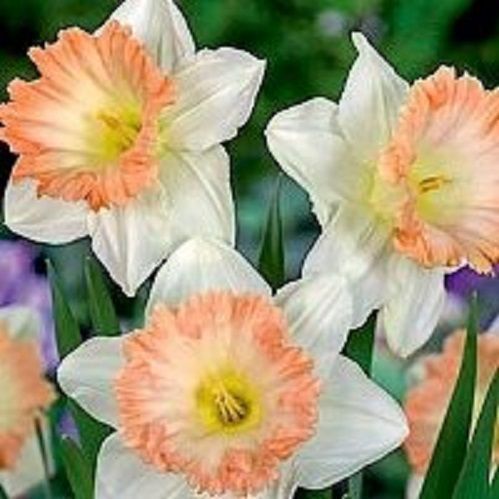 Луковица Нарцисс трубчастый Бритиш Гембл 5 шт. 