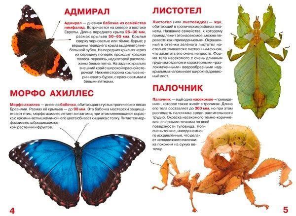 Книга Олег Завязкин «Большая книга Насекомые» 978-617-7352-21-0