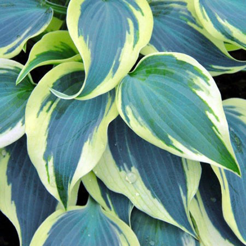 Растение Хоста Blue Ivory С3