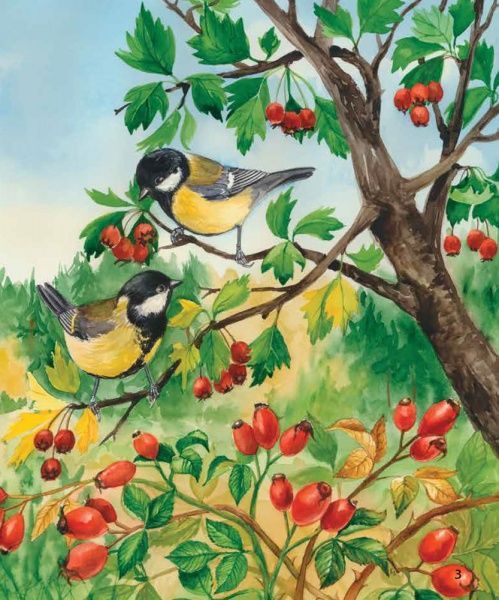 Книга Юлия Каспарова «Енциклопедія дошкільника: Ліс» 978-617-09-3619-6