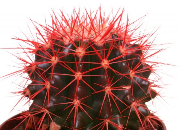 Растение Кактус Эхиногрузон красный 10,5/15