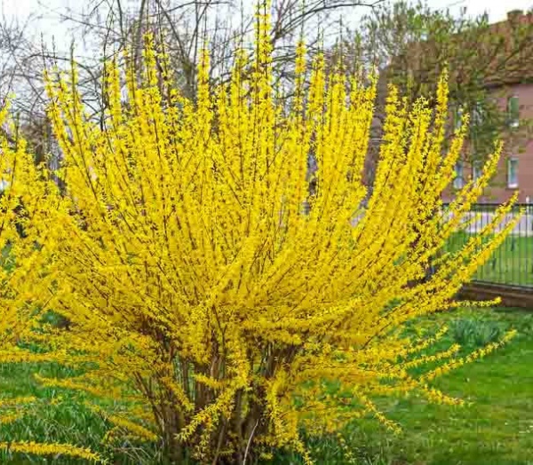 Растение Форзиция/Forsythia int. Lynwood С2, H 20-40