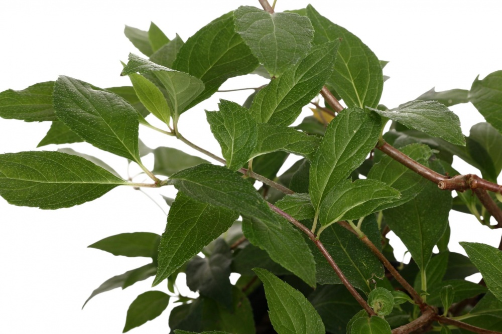 Саженец Гортензия Конфетті (3 л)