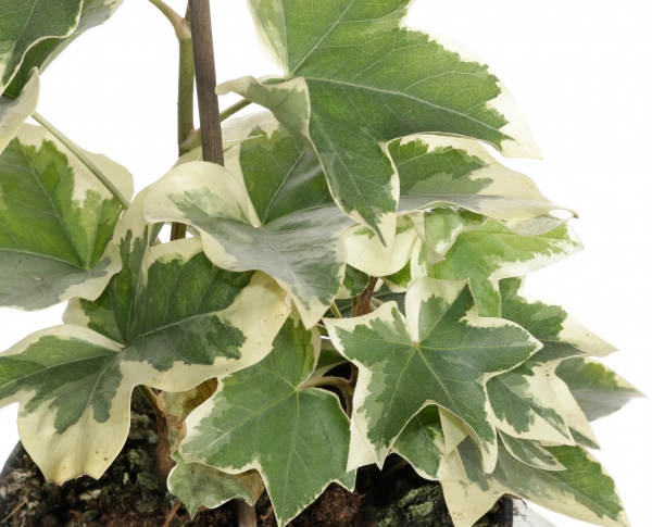 Растение фастхедера 17/60