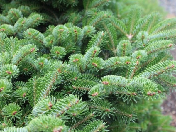 Растение Пихта нордмана / Abies nordmaniana Munsterland, С5