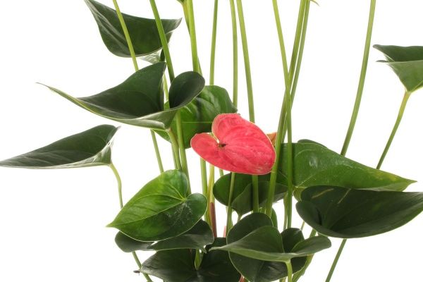 Рослина Антуріум червоний 17/65