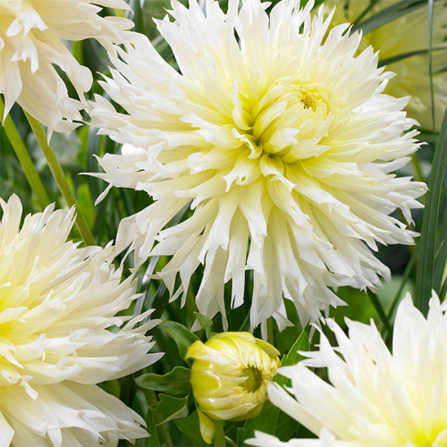 Корнеклубень Георгина Фимбриата Ice Crystal 