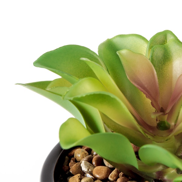 Растение декоративное DH-FLOWERS-14 S GREEN/BLACK MVM