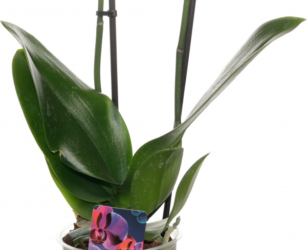 Растение комнатное Фаленопсис микс 1 ствол 12/60-70