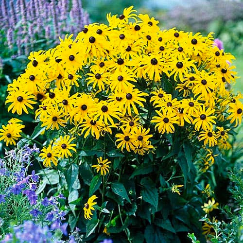 Растение Рудбекия блестящая Goldsturm С3