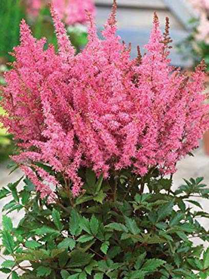 Корневище астильбы розовой 1 шт. 
