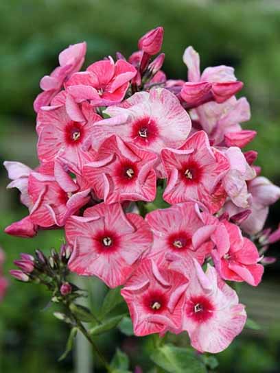 Корневище флокса Феррис Вилл 1 шт. 