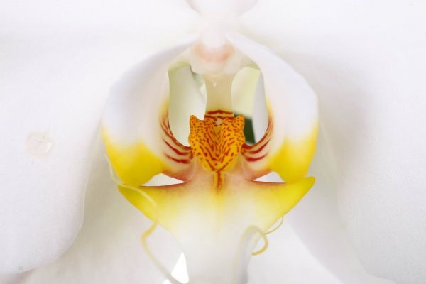 Растение комнатное Фаленопсис 1 ствол белый XXL 15x90 см