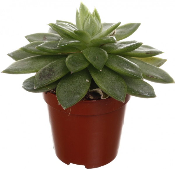 Рослина кімнатна Ехеверія 7х15 см