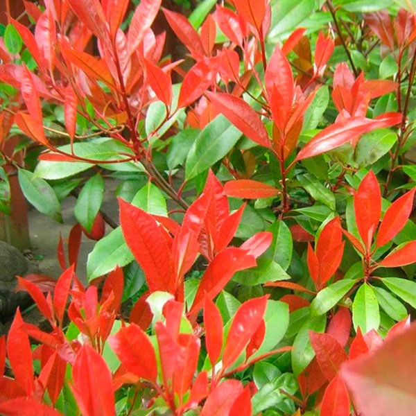 Растение Фотиния Фразера Литтл Ред Робин d17/h30