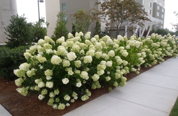 Растение Гортензия метельчатая Лаймлайт / HYDRANGEA paniculata Limelight С7.5/С10/Н 60-80