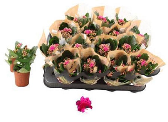 Растение Каланхое каландива 07х15 пурпурное