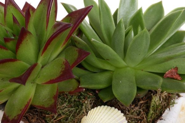 Композиция Суккулент в раковине 20/22