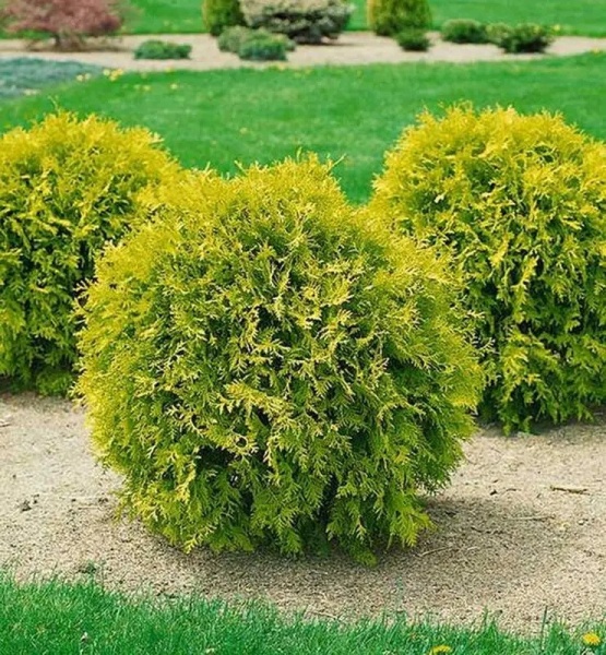 Растение Туя западная / Thuja occidentalis Mirijam, С10 Pa 80-100