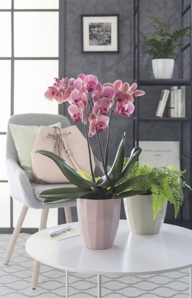 Кашпо для орхідей Scheurich Elegance круглий 1,15л оливковий 