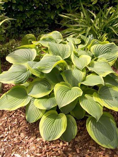 Корневище Heemskerk Vasteplanten B.V. хосты Абиква Мунбим 1 шт. 