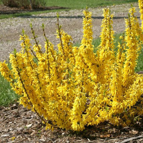 Растение Саженец Форзиции (3 л)