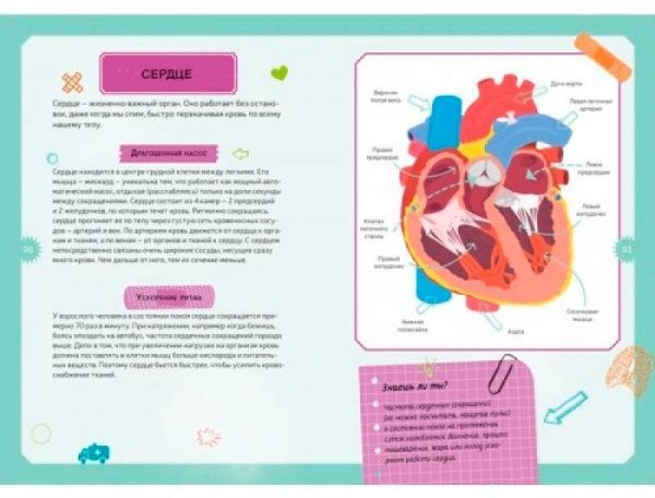 Книга «Детская энциклопедия. Тело человека» 978-5-389-14752-2