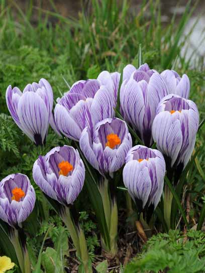 Клубнелуковица крокуса крупноцветкового Кинг оф зе Страйпд 4 шт. 
