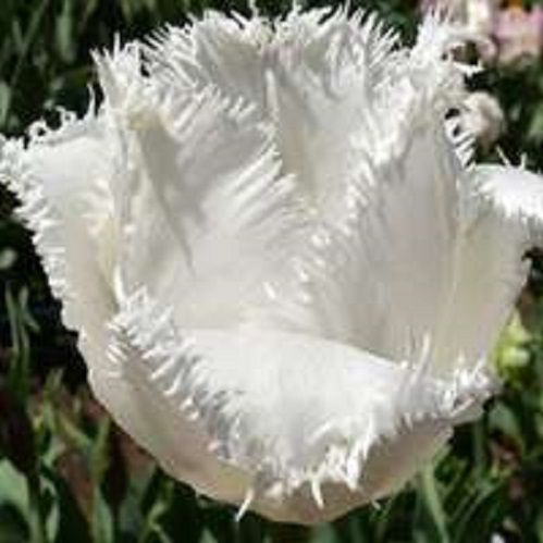 Луковица Тюльпан Бахромчатый Дайтона 5 шт. 