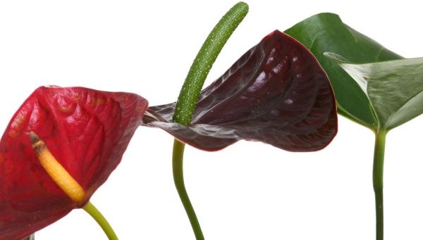 Растение комнатное Антуриум Chocolate 14x50 см