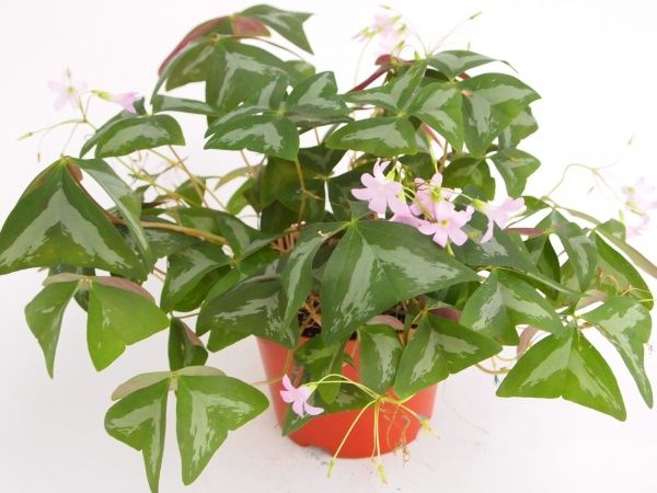 Рослина декоративна Кислиця трикутна Фанні