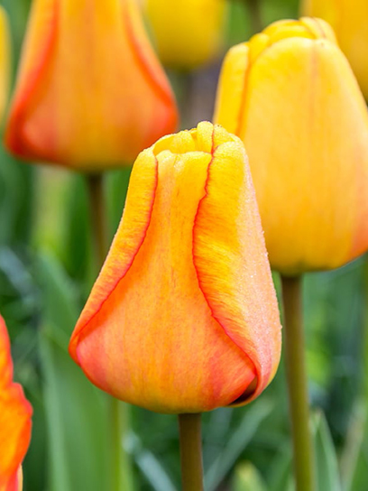 Цибулина тюльпана Дарвіна Блашінг Апельдорн 3 шт. TUBERBULB Export B.V.