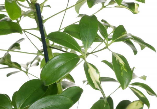 Рослина кімнатна Шефлера Герда 13/50