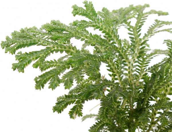 Растение селогинелла джори компакта 9/15