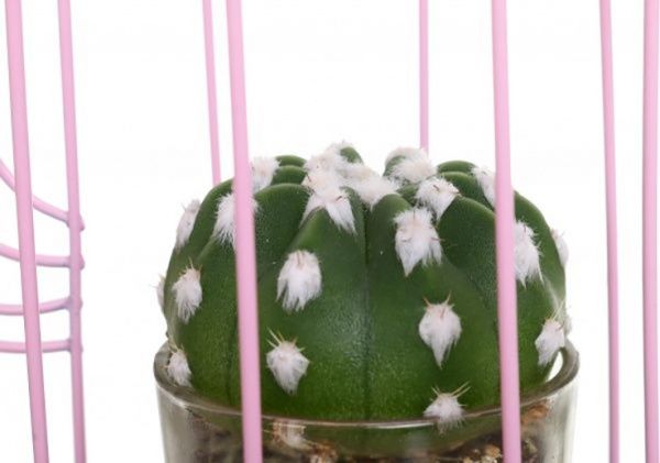 Рослина Кактус у склі в металевому декорі 10/21