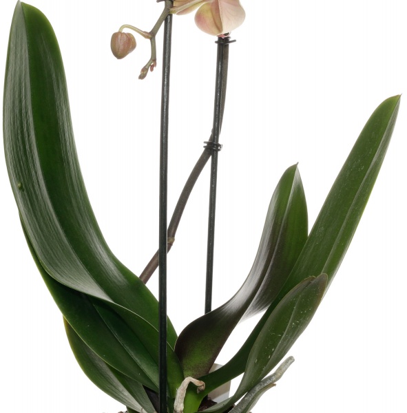 Растение комнатное Фаленопсис 2 ветки Каскад микс d12 h35-45см