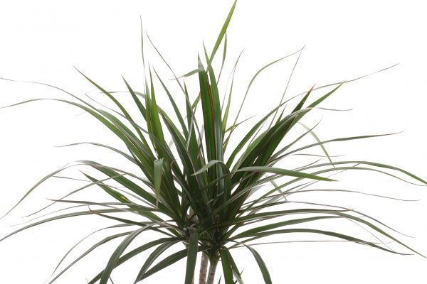 Растение Драцена микс 17/80