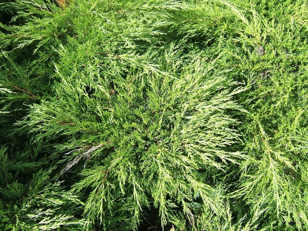 Растение Можжевельник казацкий Сабина / Juniperus Sabina С45 / Н50 d 90-120