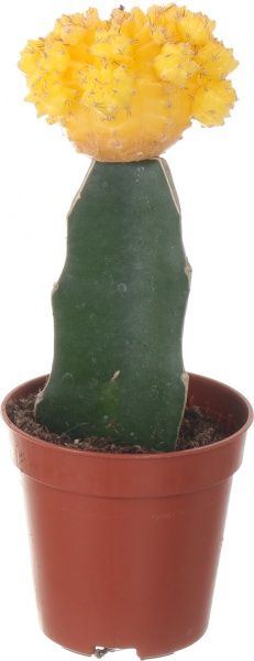 Растение Кактус гимнокалициум 6х20 см