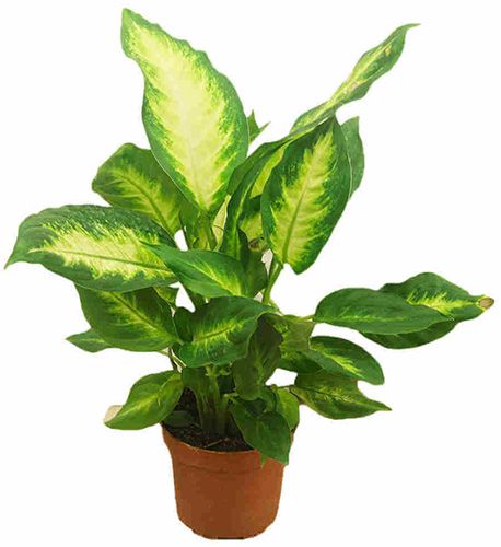 Растение Диффенбахия Camilla 12/40