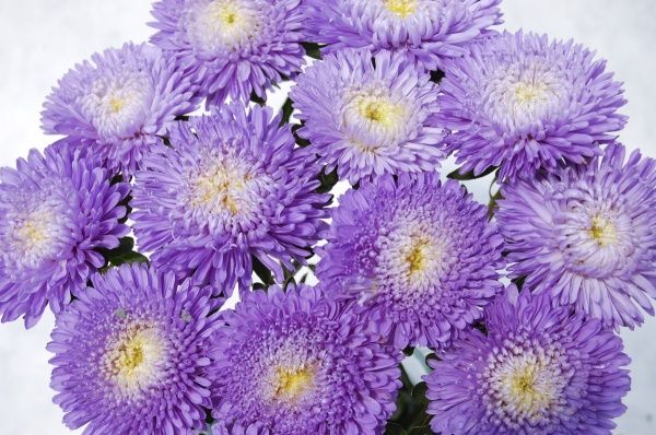 Семена Професійне насіння астра Арлекин голубая 0,1 г (4820176693020)