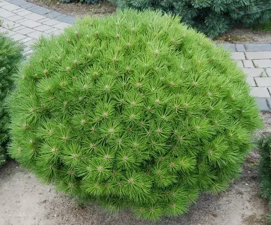 Растение Сосна черная / Pinus nigra Globosa, С15