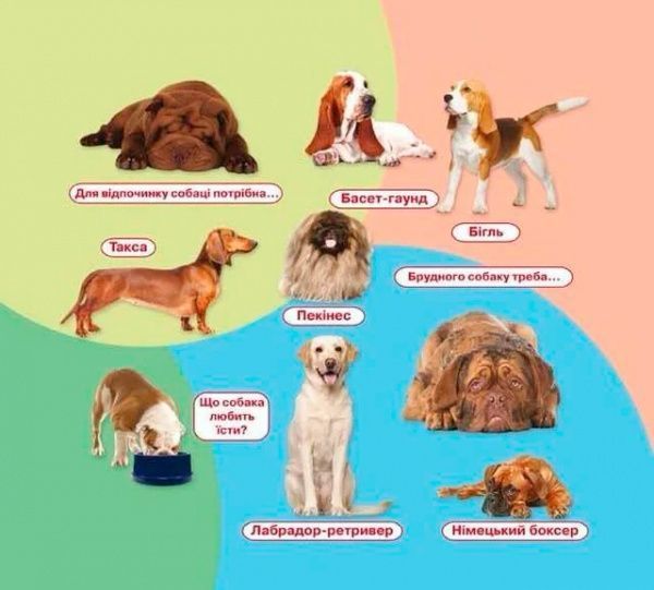 Книга «Свійські тварини. Книжка + віконця» 978-966-936-667-2