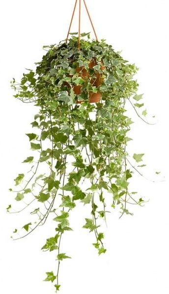 Растение Подвеска Хедера Витбонт 19/60