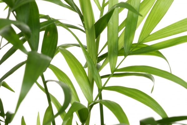 Растение Пальма Хамедорея 12х45 см