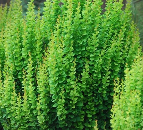 Саженец MegaPlant Барбарис Тунберга Erecta 30-50 см C2